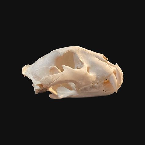 Jaguar Skull - Panthera onca (with full Article 10, - Catawiki