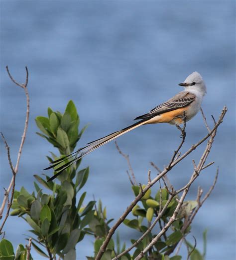 Flycatcher - FeederWatch