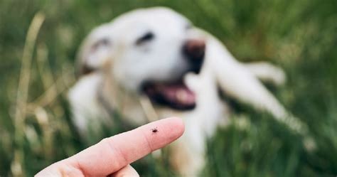 Everything You Need to Know About Tick Disease in Dogs: Symptoms, Preventatives, and More