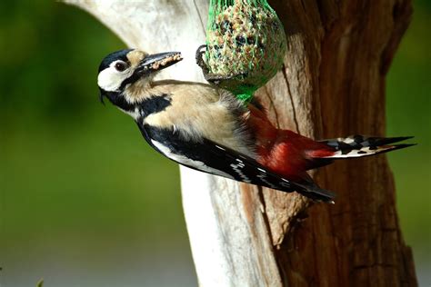 Buntspecht Specht Vogel Kostenloses Foto Auf Pixabay