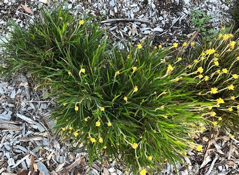 Waterwise Plant Details