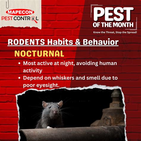 MAPECON - 🐭Most rodents are nocturnal, meaning they’re most active when