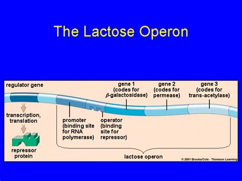 Lac Operon Animation