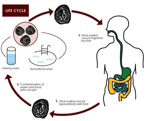 Cryptosporidium Life Cycle Diagram