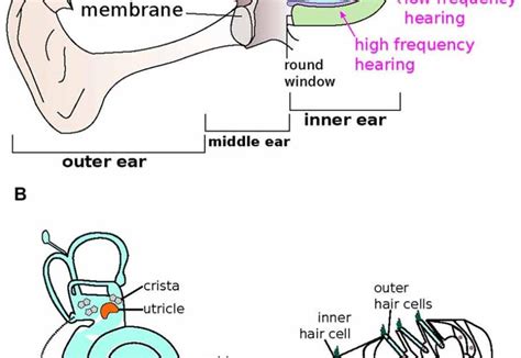 Are Hair Cells Epithelial Cells? Unraveling The Cellular Identity