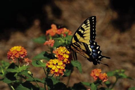 Secrets Revealed: A Personal Monarch Butterfly Habitat | The Vidor Vidorian