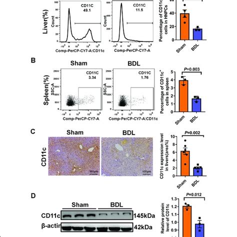 Hepatic And Splenic DCs Exhibited An Immature Phenotype In BDL Induced