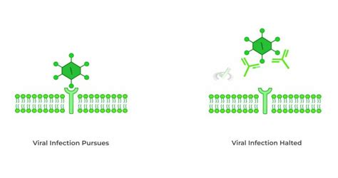 viruses steps   viral life cycle   mcat medlife mastery