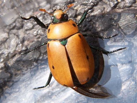 Beetle Identification: A Guide to 21 Common Species (With Photos ...