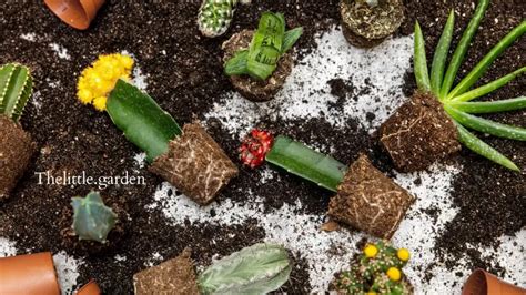 How To Transplant Cactus A Beginner S Guide To Safe Relocation The