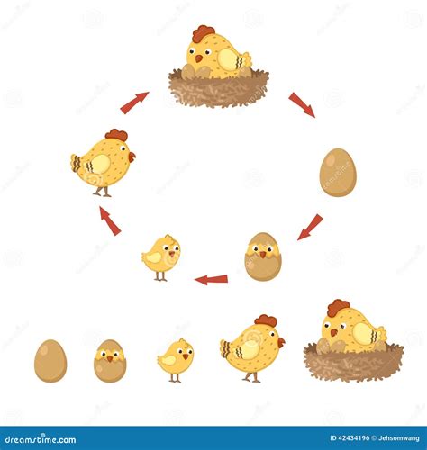 Ciclo De Vida Da Galinha Librain