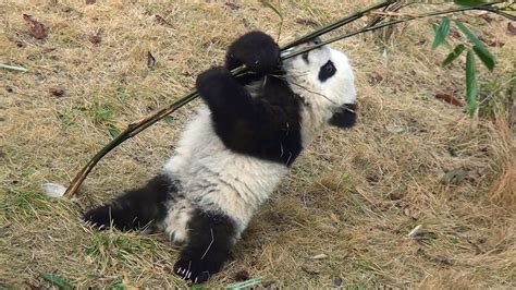 Baby Panda Tries to Climb A Very Flimsy Bamboo Tree