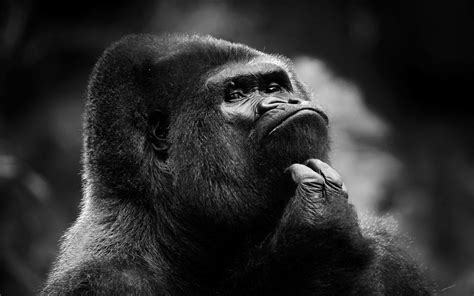 Gorilla Wallpapers - Top Free Gorilla Backgrounds - WallpaperAccess