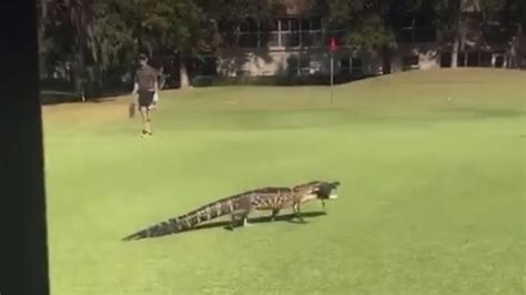 Florida alligator carries fish across golf course | Fox News