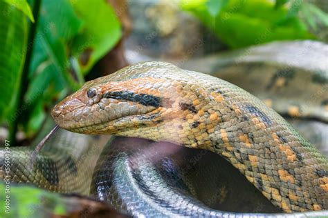 The Closeup Image Of Green Anaconda Eunectes Murinus It Is A Boa