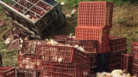 Un camion transportant 7000 poulets renversé sur la RN31