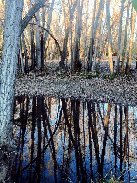 Premium Photo Trees Reflection In Pond