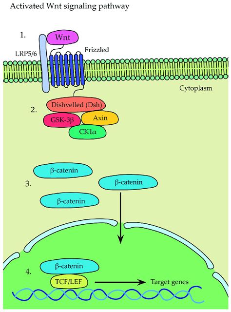 Activated Wnt Signaling Pathway The Wnt Ligand Binds To Frizzled