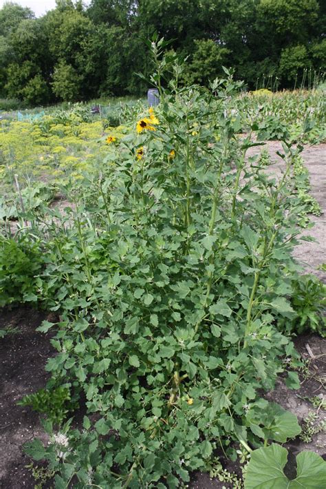 Growing Quinoa in the Garden - GettyStewart.com