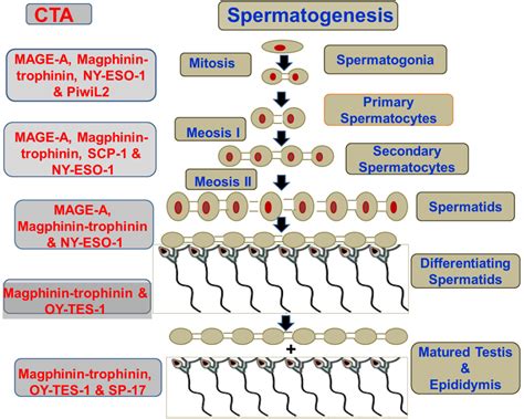 Figure 2 From The Expression Modulation And Use Of Cancer Testis