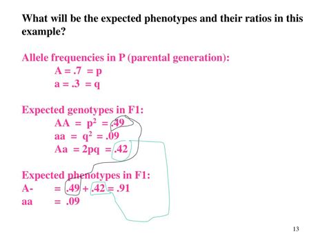 Ppt Given Genotype Frequencies Calculate Allele Frequencies In A