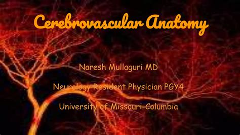 Cerebrovascular Anatomy PPT