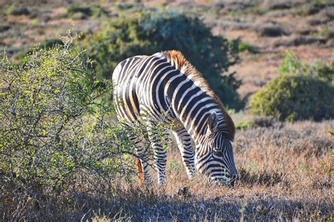 Animal Grazing Mammal - Free photo on Pixabay - Pixabay