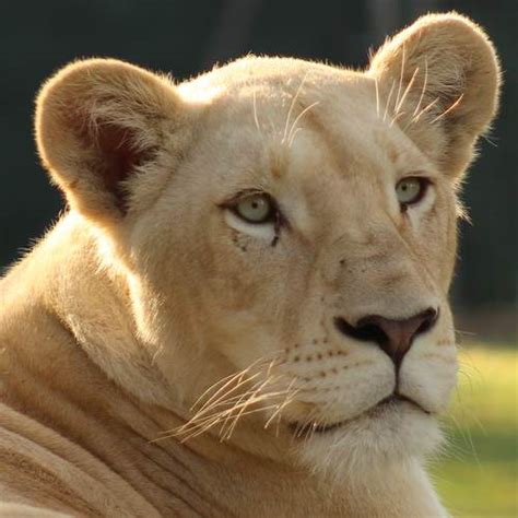 Rare White Lions for Walks & Animal Interactions - Safari Adventures