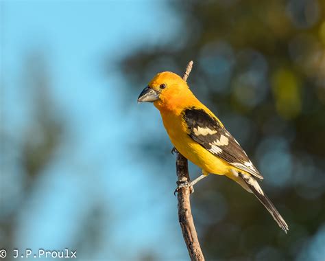 Cardinal Jaune Yellow Grosbeak El Tuito Mx Jean Pierre Proulx