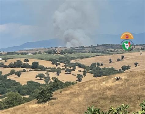 Incendio A Campagnatico Mezzi Aerei In Azione Gonews It