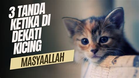 Masyaallah Inilah Tanda Dari Allah Jika Kamu Di Dekati Kucing Liar