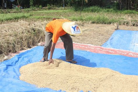 Panen Raya Program Lumbung Pangan Mandiri Kediri Yatim Mandiri News