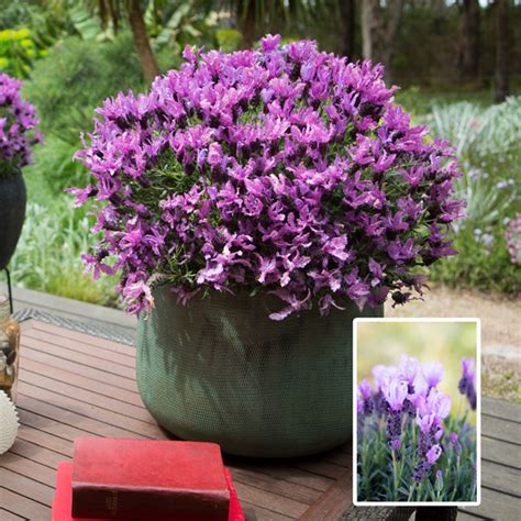 Lavender Garden Express Australias Largest Online Nursery