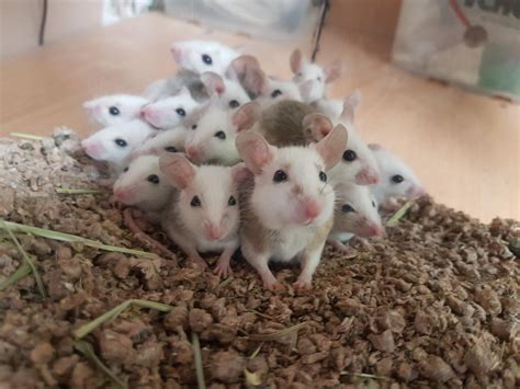 This Picture Brings Me So Much Joy Babies Soft Fur Rats Are Getting