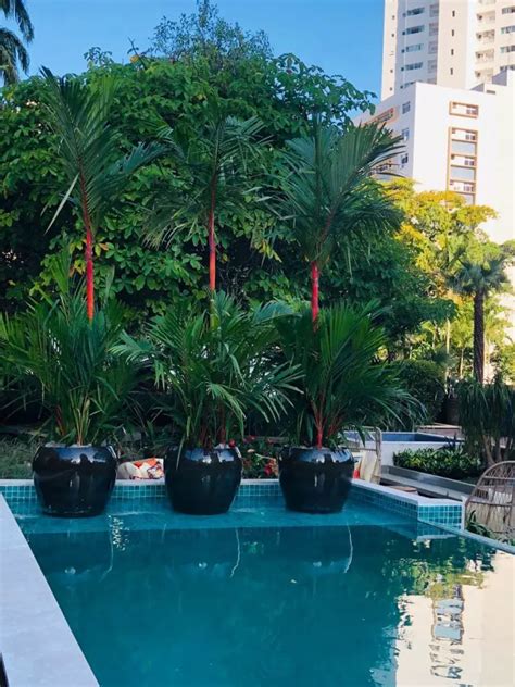 Melhores Plantas Para Piscinas E Inspira Es De Jardins