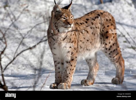 Eurasian Lynx Lynx Lynx Standing In The Snow Germany Bavaria