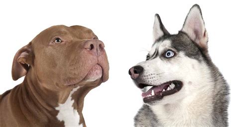 Pitbull Husky Mix - Pitsky Breed Traits and Care Guide