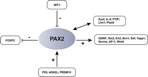 The Role Of Pax In Neurodevelopment And Disease Ndt