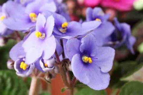 Best Soil For African Violets Potting Soil