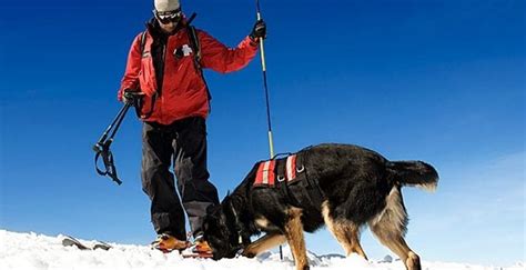 Mountain Rescue Dogs in Avalanche Situations | Snowsafe Blog