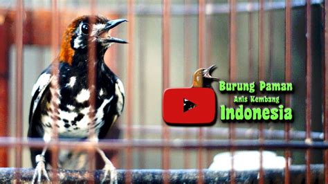 Sebentar Saja Anis Kembang Akan Ikut Bunyi Bila Mendengar Ini Youtube