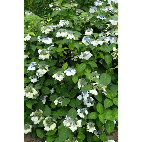 Hydrangea arborescens (Wild Hydrangea) Natural Communities LLC