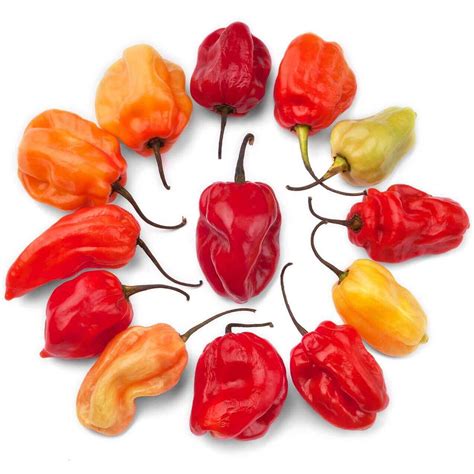 Caribbean Red Hot Pepper Seeds 1921 Osc Seeds