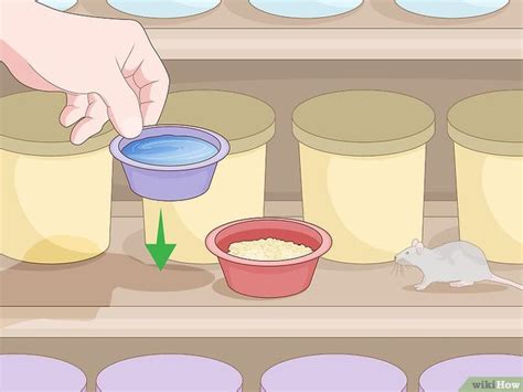 Ways To Make Rat Poison Wikihow Armadilhas Para Ratos Veneno