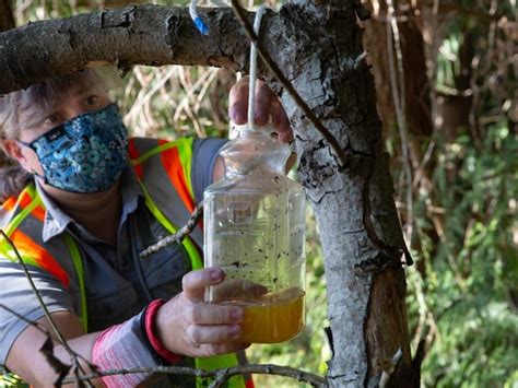 Washington Traps First Asian Giant Hornet Seattle Wa Patch