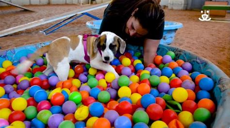 Video of Shelter Dogs Crazy for Their Ball Pit Will Make You Want to ...