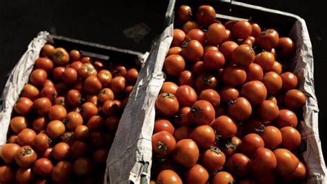 From Bengaluru To Delhi Why Are Tomato Prices Surging Across India