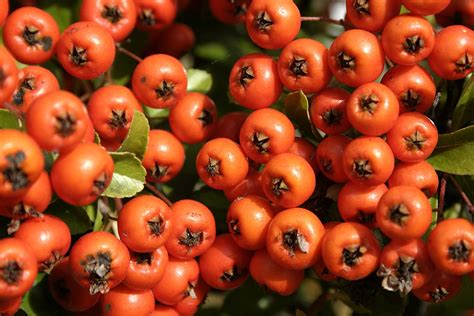 Rowan Trees In Celtic Mythology Celtic Mythology