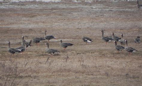 Maalie's Bird of the Day: 172. White-fronted Goose