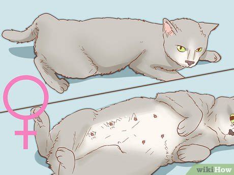 How To Determine The Sex Of A Cat Steps With Pictures